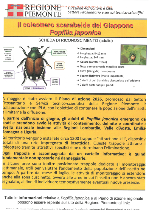 Popilla japonica